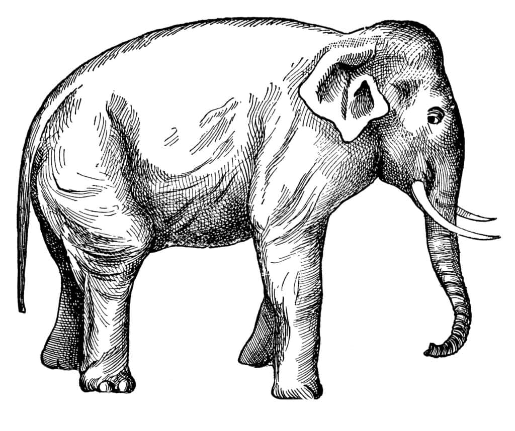 Vintage illustration of an elephant in black and white.